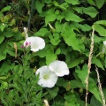 hedge bindweed (Convolvulus sepium) Kenneth Noble